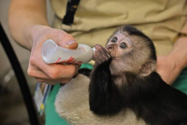 Ленинградский зоопарк рассказал о предпочтениях малышки вандеру Джаи
