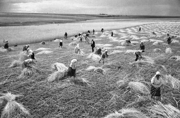 Во Вторую Мировую войну и после ее окончания поставки зерновых в страну осуществлялись по ленд-лизу / Фото: ru.rbth.com