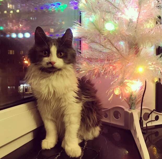 кот феникс приют бирюлево