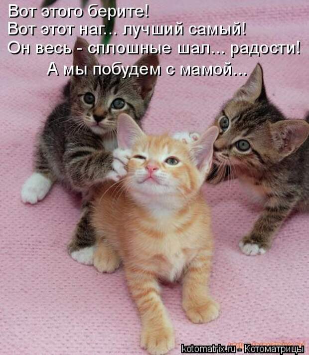 Лучшие котоматрицы недели (50 фото)
