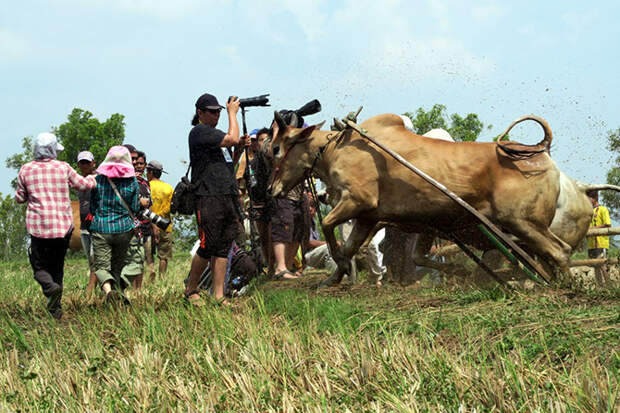 Пачу Джави - фестиваль быков Суматры