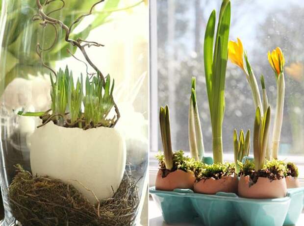 Зимой, когда так скучаешь за весенними запахами и красками, можно вырастить тюльпаны и нарциссы в вазе, в воде без почвы