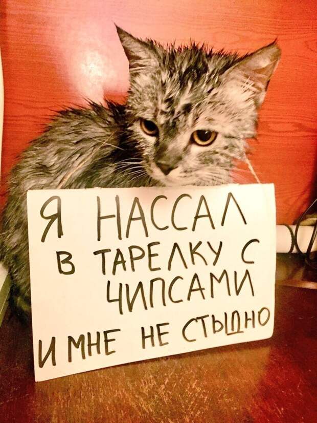 8. «Он не сожалеет»