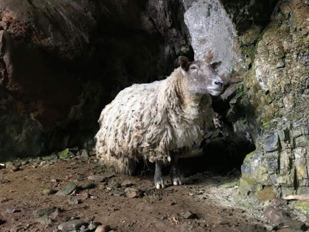 Два года тотального одиночества: при чем здесь скалы, лебедка и овца