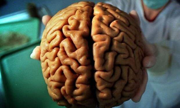 О мозгах простого человека Просто, мозг, человек
