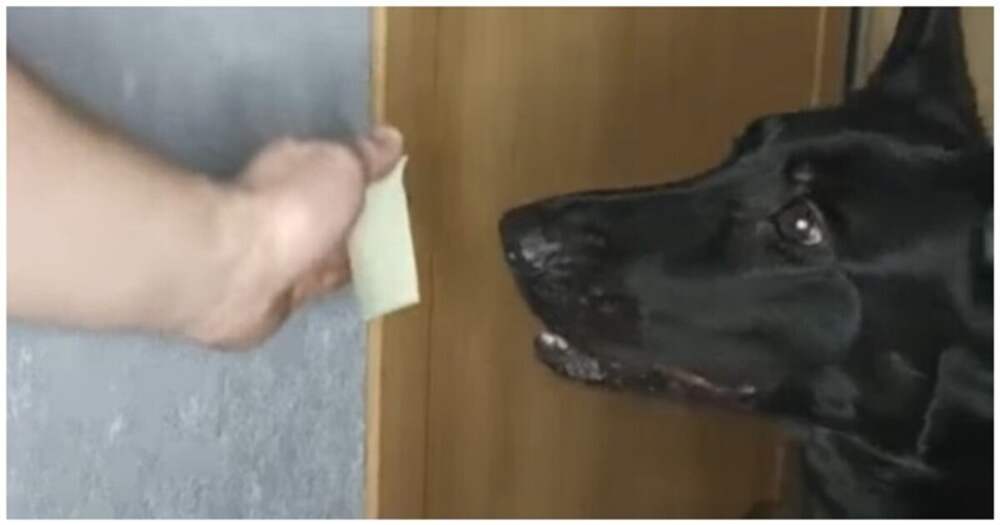 спаниель выключает свет. собака контровой свет. «pro собак». собака света. бельгийская овчарка.