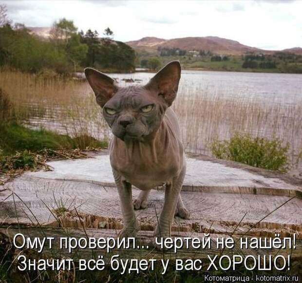 Лучшие котоматрицы недели (50 фото)