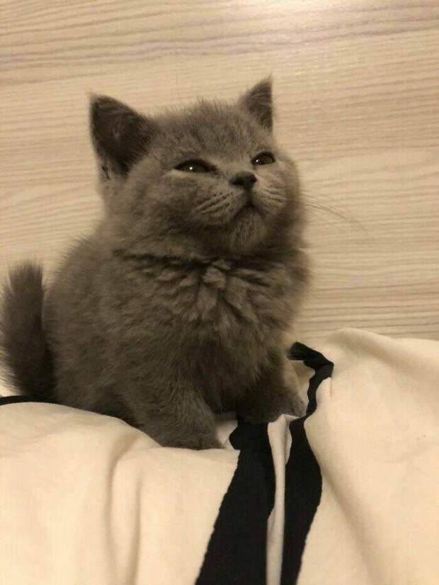 Милые котики заряжают позитивом на снимках