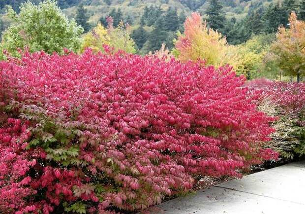 Бересклет крылатый. Фото с сайта botanichka.ru