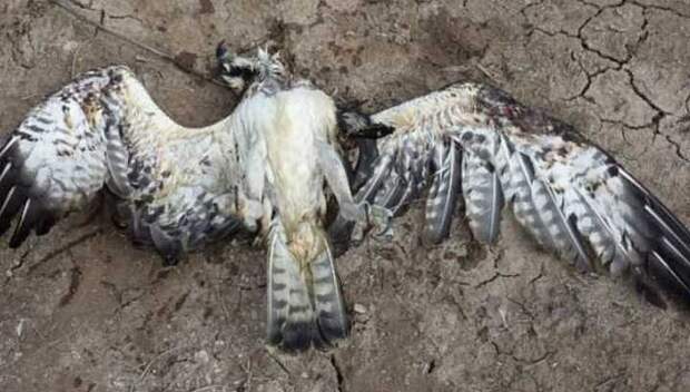 В Краснодарском крае зафиксирована массовая гибель птиц и зайцев