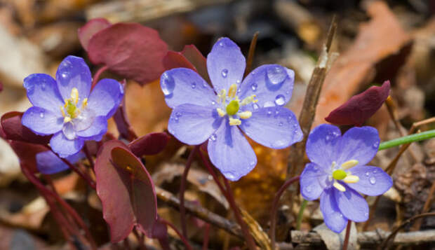 11 самых ранних весенних цветов для вашего сада и как за ними ухаживать