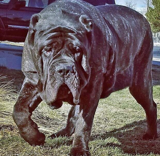 Самый большой щенок в мире живет в Юте американский молосс, гигантская собака, животные, молоссы, новая порода, самый крупный, собаки, щенок