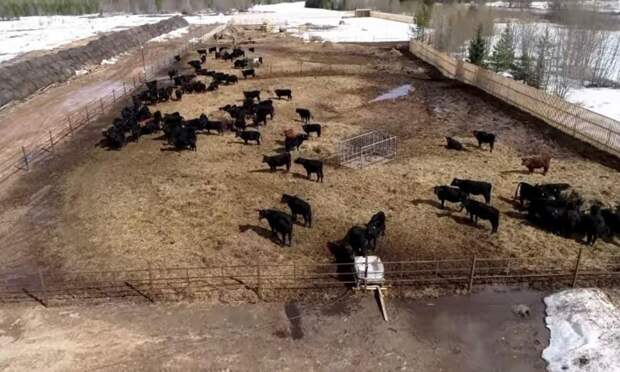 Предприниматель из Няндомы создал ферму из ста коров в Каргопольском округе