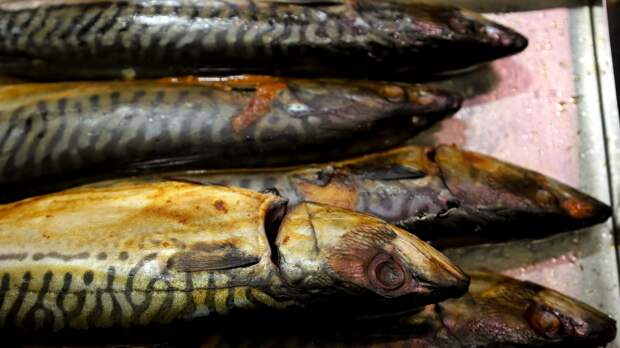 Японская, атлантическая, африканская: почему «скумбрия» в магазине — это лотерея