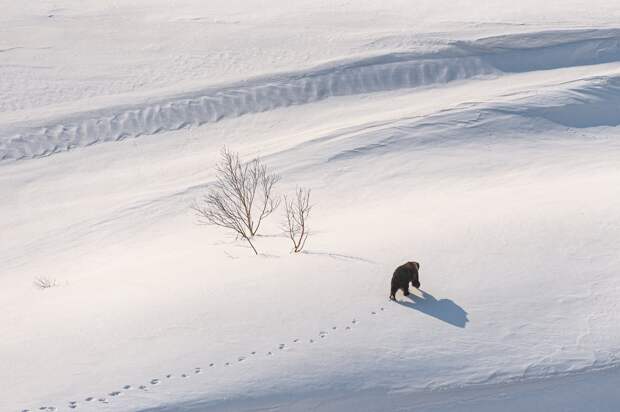 На Байкале начали просыпаться медведи