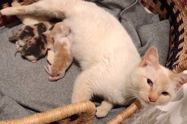 Без кота и жизнь не та