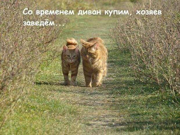 ВЕСЕЛЫЕ КАРТИНКИ С НАДПИСЯМИ ДЛЯ НАСТРОЕНИЯ
