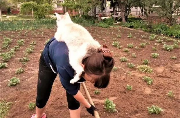 Мастера на все четыре лапки: фото четвероногих помощников по хозяйству