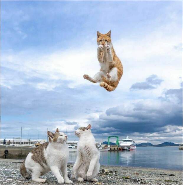 фотоприколы