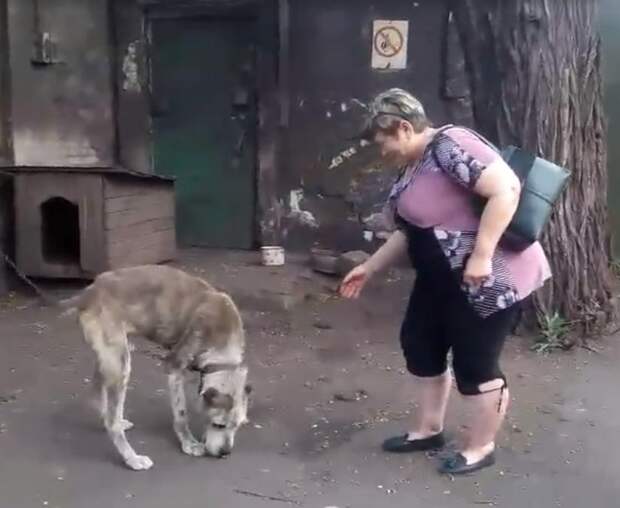 Женщина два года искала украденного пса, и наконец они встретились. Видео