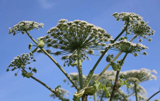 Дачников предупредили о новой мошеннической схеме