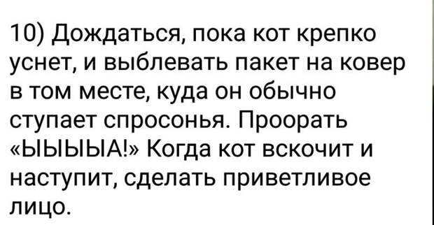 Наш ответ хвостатым животные, кошка, юмор