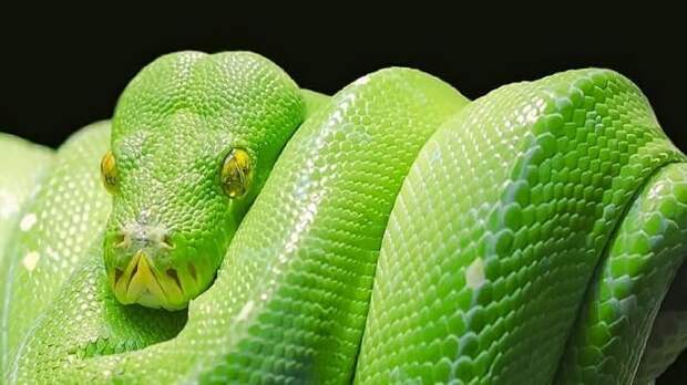 Как правильно вести себя при встрече со змеей