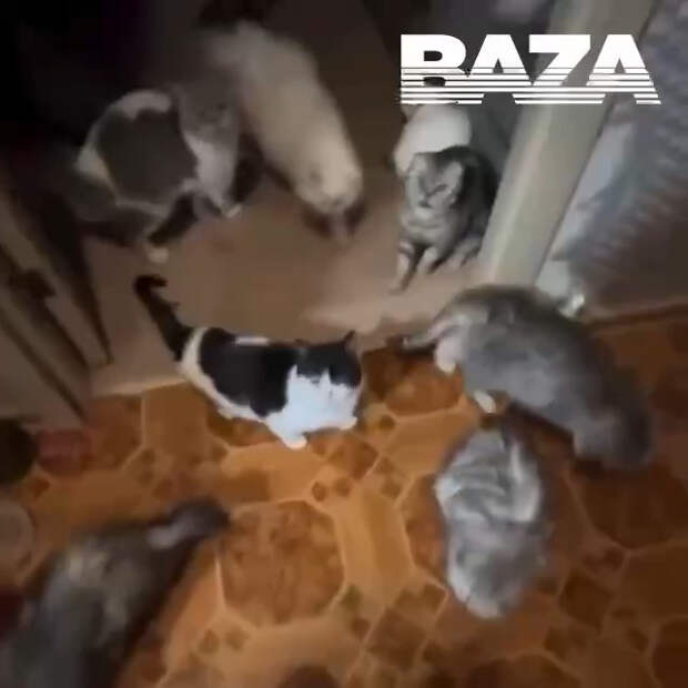 Москвичка превратила съемную квартиру в приют для десятков кошек