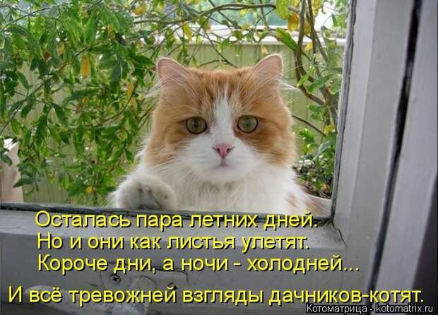 Лучшие котоматрицы недели (50 фото)