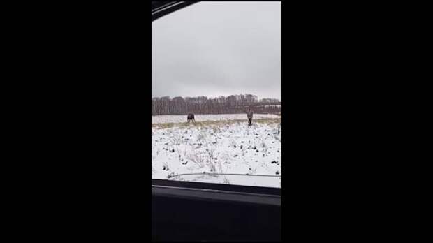 Video: Видео от Донецкая группа новостей|Донецк.ДНР