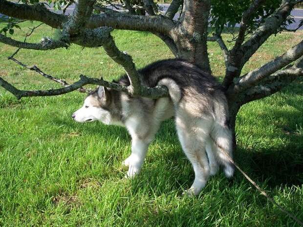 This dog who overestimated its ability to jump: