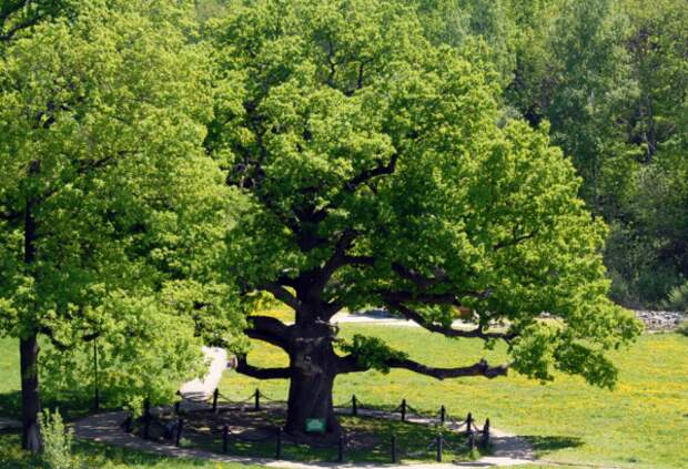 В Севастополе пройдет акция «Мемориальные деревья России»