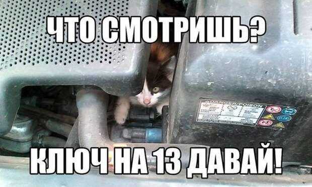 Свежие автоприколы