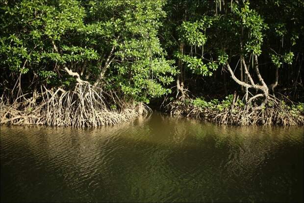 Мангровый лес: крутейший биом планеты Мангровый лес, в мире, земля, планета, природа, экология