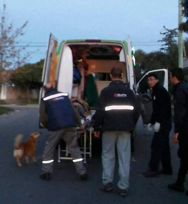 Когда врачи погружали пострадавшего в машину скорой помощи, пес пытался залезть к нему верный пес, животные, собака, трогательно