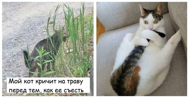 14 раз, когда люди задались вопросом: "Что не так с моим котом?"