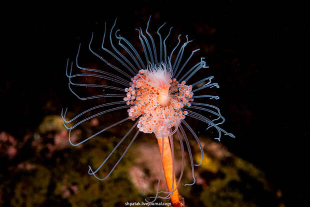 Одиночный гидроид Tubularia indivisa