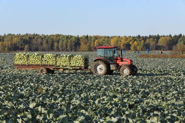 Агропром Ленобласти за семь лет вырос на 300 млрд рублей