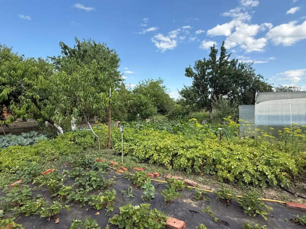 Владельцам участков указали на незаконные способы борьбы с вредителями