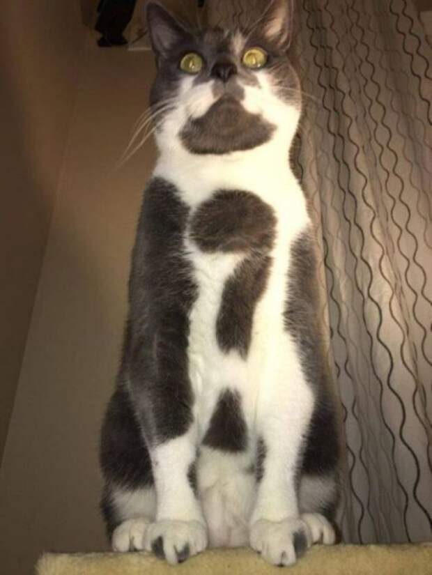 Кошки с причудливым окрасом шерсти коты, кошки, прикольный окрас кошек.