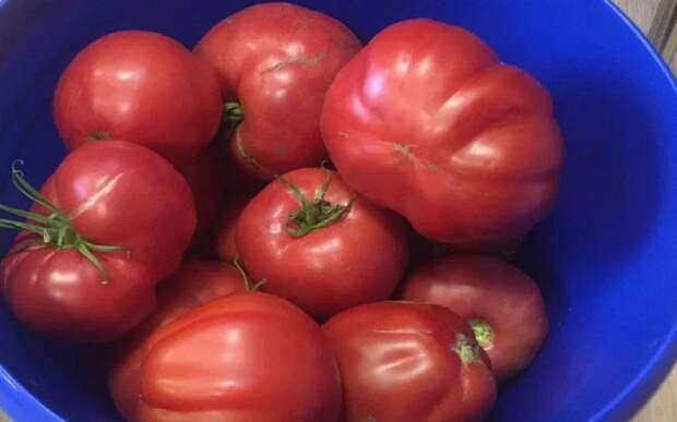 В Рязанской области продавали семена подозрительных томатов и огурцов