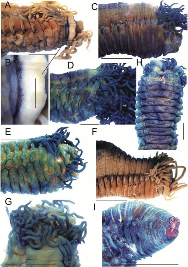 Космополитический многощетинковый червь оказался сразу четырьмя видами