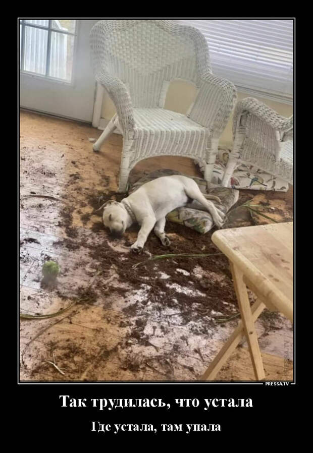 Демотиваторы