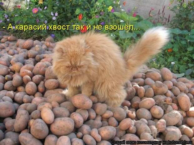 Котоматрицы великолепные, каждая с кусочком позитива и хорошего настроения!!!