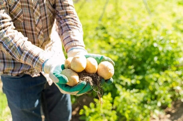 Биолог Опарин рассказал о пользе и вреде картофельной кожуры