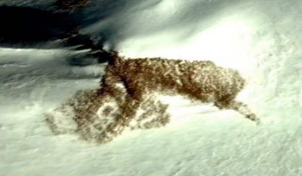 В Антарктиде виртуальные археологи нашли «геоглиф» в виде волка