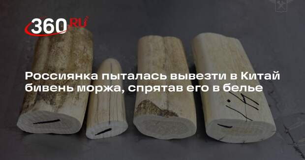 Россиянка пыталась вывезти в Китай бивень моржа, спрятав его в белье