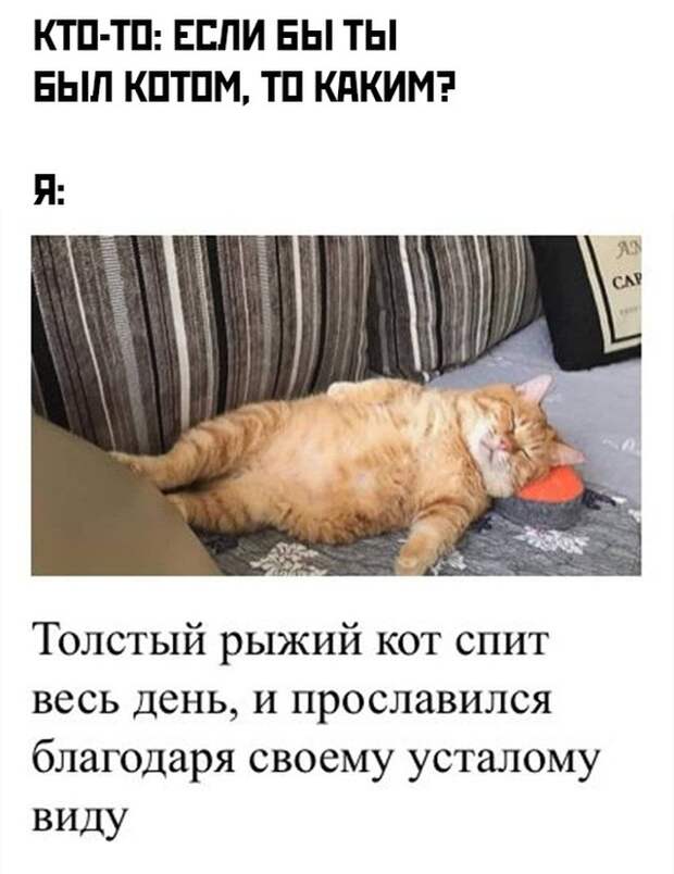 Толстенький котик