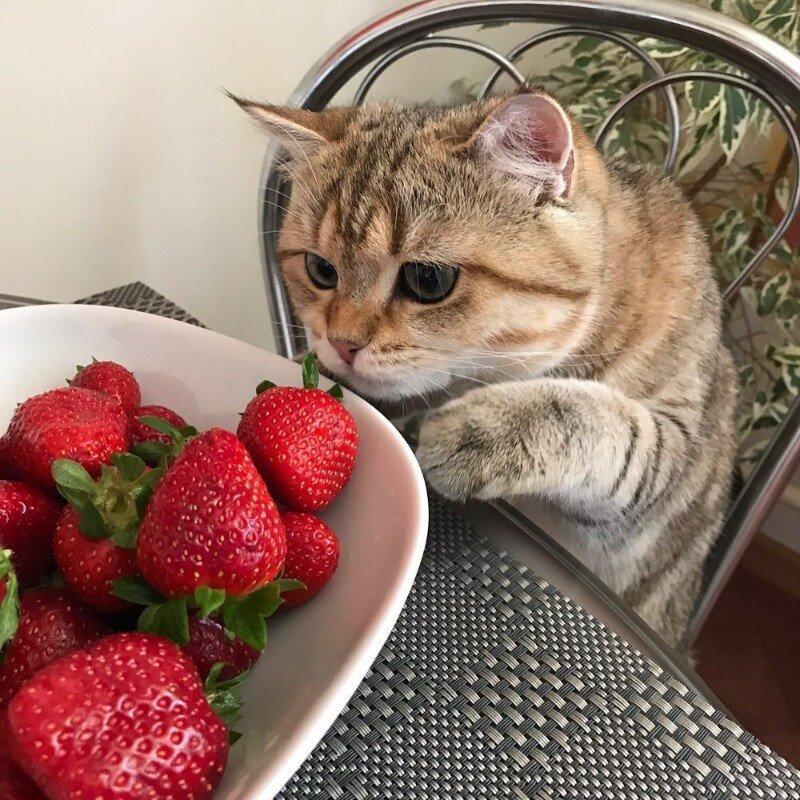 Субботний котопост коты, кошки, приколы с котами., смешные коты