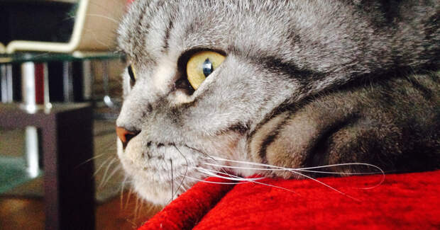 Scottish Fold